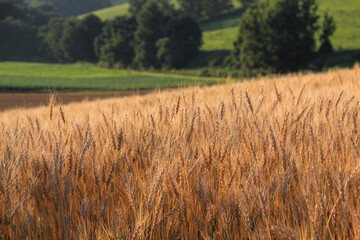 黄金色の麦の穂
