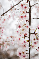 pink cherry blossom