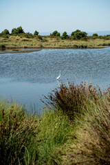 Vertical shot of great white heron looking sideways in a wetland with vegetation in the background.