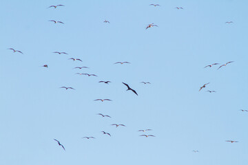 frigate bird in the blue sky of ipanema beach in Rio de Janeiro, Brazil.