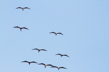 frigate bird in the blue sky of ipanema beach in Rio de Janeiro, Brazil.