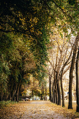 path in the autumn forest