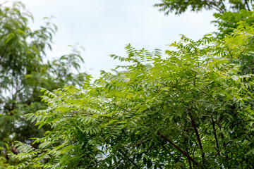 green leaves of a tree outdoors.