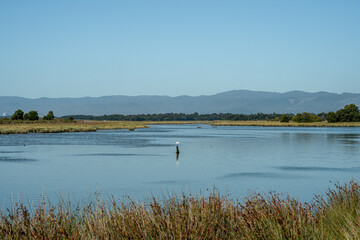 Horizontal shot of great white heron perched on a log in the middle of a wetland with mountains in the background.
