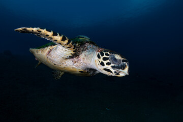 Obraz premium Hawksbill Turtle - Eretmochelys imbricata swims along the seabed. Sea life of Tulamben, Bali, Indonesia.