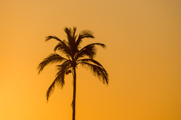 silhouette of a coconut tree at post 9 of ipanema beach in Rio de Janeiro, Brazil.