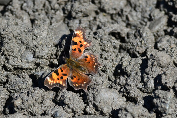 A Green Comma butterfly (Polygonia faunus) on the ground in Alaska.