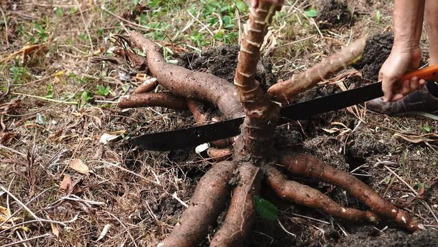 Close up of cassava crop in field with farmer working.