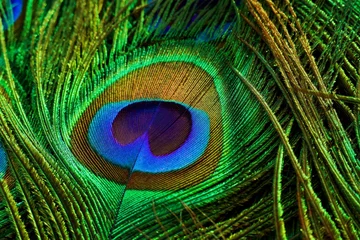 Foto auf Acrylglas Peafowl feather closeup. Peacock feather. Abstract background. Mor pankh. © Jalpa Malam