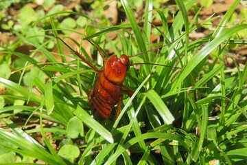 Tropical american cockroach on grass in Florida wild, closeup