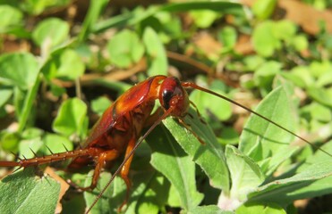 American cockroach on grass in Florida nature, closeup