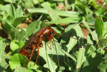 American cockroach on grass in Florida nature, closeup