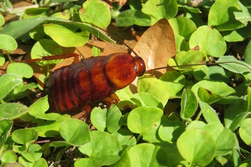 American cockroach on grass in Florida wild, closeup