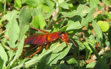 American cockroach on leaves in Florida wild, closeup