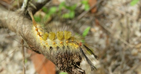 Yellow tussock caterpillar on a branch, closeup
