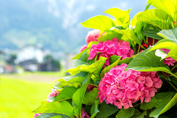 Hydrangea surrounded by mountains, Italy, Dolomites. Gardening