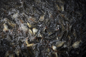 many fishes scramble for foods from feeder in the fisherman pond