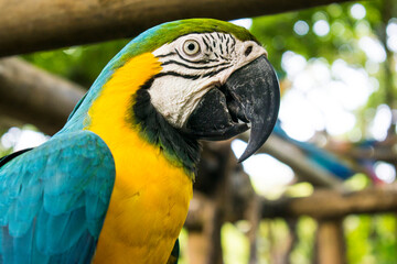 Obraz premium blue and yellow macaw