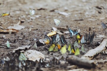 Butterfly group on the ground.