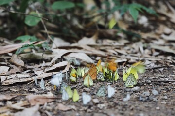 Butterfly group and ants in the forest.