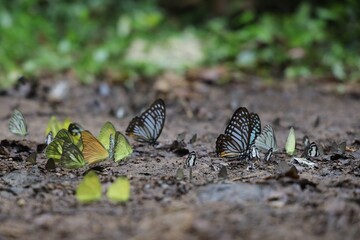 butterfly on leaf