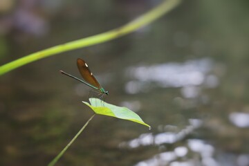 dragonfly on a leaf
