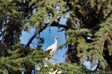 Stork framed with a tree 