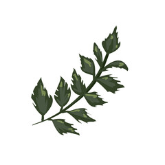 plant branch illustration