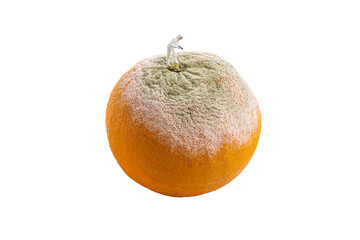 miniature inspector checking decayed orange. Isolated fruit on white background.