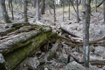 stump in the forest