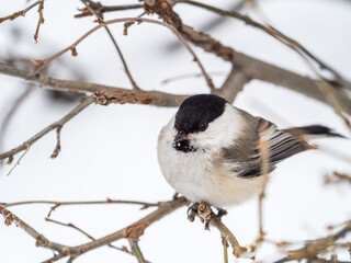 Cute bird the willow tit, song bird sitting on a branch without leaves in the winter.