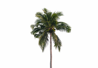 Coconut trees and coconut fruit that are perfectly natural. on a white background.