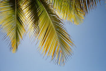 Fototapeta na wymiar Palm leaf closeup, Dominican Republic, sunny beach, palm trees, on the coast