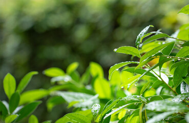 Foliage green leaves with dew and nature background. Copy space.