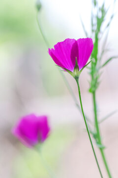 Spring Wildflowers in Texas