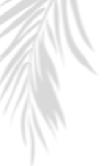 Abstract background of natural shadows tropical leaves overlay on a white wall background, summer seasonal concept.