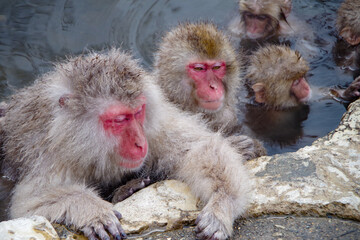 Fototapeta premium 温泉と猿 Monkeys relaxing in a Japanese hot spring