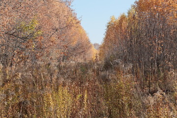 autumn forest landscape