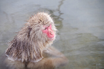 温泉と猿　Monkeys relaxing in a Japanese hot spring