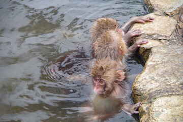 温泉と猿　Monkeys relaxing in a Japanese hot spring