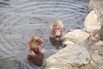 温泉と猿　Monkeys relaxing in a Japanese hot spring