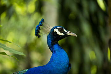 Paon, dans des couleurs sublimes, faisant la roue dans parc, tr&egrave;s graphique proche d'une peinture