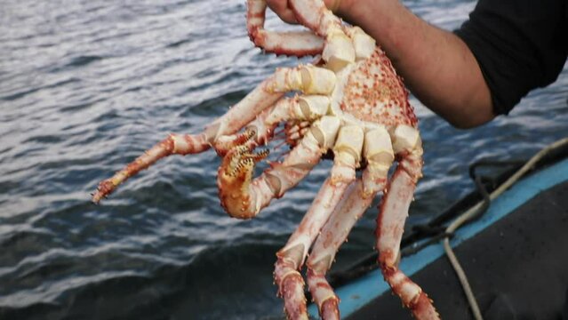 Fishing crabs in the ocean. Closeup view of a fisherman 's hand holding a Spider Crab, Lithodes santolla, just caught. 