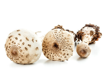 Parasol mushroom