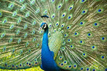 Fototapeta premium Paon, dans des couleurs sublimes, faisant la roue dans parc, très graphique proche d'une peinture