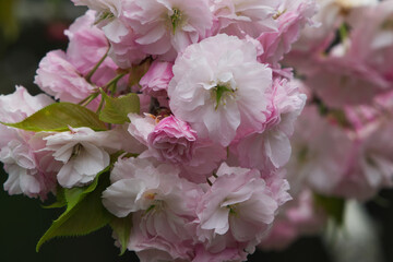 Double-Flowered Cherry blossoms in full bloom, with white and pink petals.