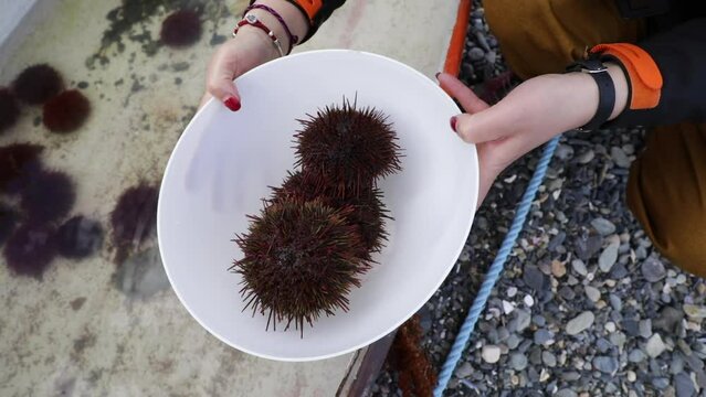 Seafood. Woman holding fresh sea urchins in a white bowl, ready for cooking. 