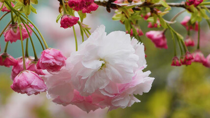 Double-Flowered Cherry blossoms in full bloom, with white and pink petals.