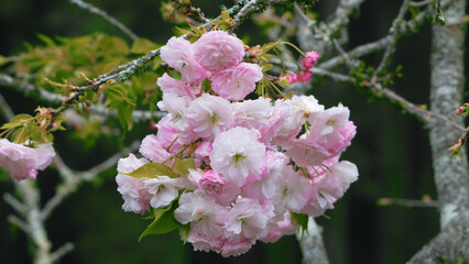 Double-Flowered Cherry blossoms in full bloom, with white and pink petals.