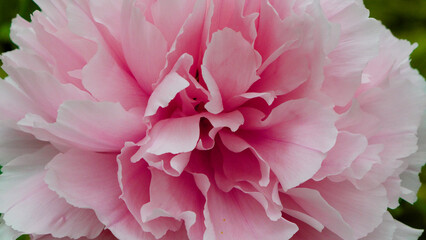 Peony (Moutan) in full bloom with pink petals.